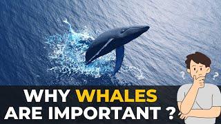 Why Whales are Important | Whales | Save The Whales | The Planet Voice