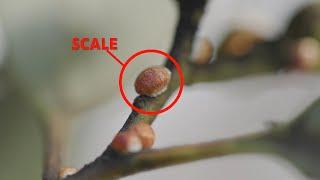How to combat scale and citrus gall wasp