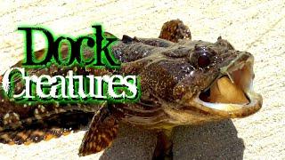 Dock Fishing For * EXOTIC AQUARIUM FISH * In The Wild - A1A Adventures