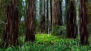 Rainstorm in Redwood Forest Helps You Sleep | 10 Hour Rain Sounds for Sleeping