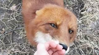 Foxes vary in behavior / Click Subtitles CC