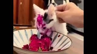 a cat eating a dragon fruit