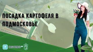 Посадка картофеля в Подмосковье