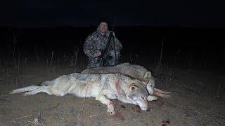 Охота на волка на вабу. Два матерых волка.  #охота2024 #охота #hunting #охотавроссии #wolf