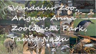 Vandalur Zoo,Arignar Anna Zoological Park,