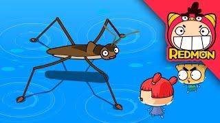 I am a Mr.Copycat! | crytoclytus capra & water strider | Insect world #10 | REDMON