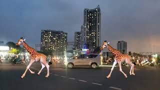 A Rare Sight: Giraffes Crossing the Road |Animal stampede |Giraffes stampede #kieunyvlog #kieunyttti