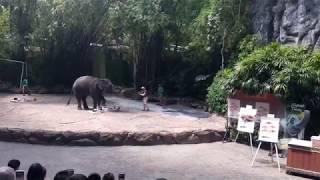 Elephant show part 5 - Elephant Massage