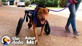 Dog Rescued From Under an Abandoned House| The Dodo Adopt Me!