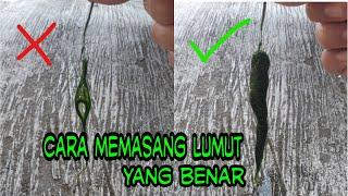 Cara Memasang Lumut Yang Benar