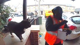 Friendly Cat Scares Away Delivery Man