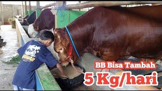 Resep Rahasia Comboran Bobot sapi bisa tambah 5 kilo perhari