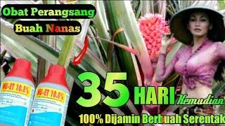 OBAT perangsang BUAH NANASDijamin berbuah serentak