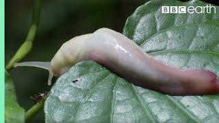 Ants Devour Slug Alive! | Natural World: Ant Attack | BBC Earth
