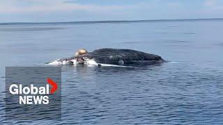 Endangered white sharks spotted eating whale carcass in Nova Scotia