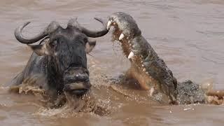 The GREAT ESCAPE - Huge Croc vs Wildebeest!