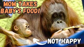 Shocking: Orangutan Mom Steals Food From Baby's Mouth!