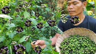 Leunca bumbu tempe bosok, karedok leunca tempe goreng