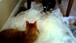 Cats in some bubble wrap