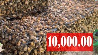 Inside The Hive TV - 10K - Happy New Year  - Honey Bee Videos