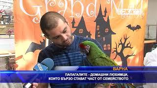 Папагалите – домашни любимци, които стават част от семейството