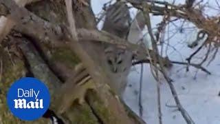 Chipmunk makes a fool of huge hunting owl as it escapes its claws over and over again