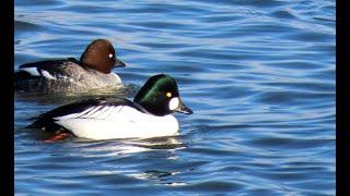 Hohol severní, Common goldeneye, Schellente, Brilduiker, Gągoł, Gągoł #birds #birdwatching