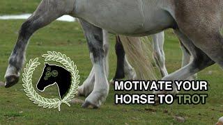 Motivate your horse to trot | Lunging a horse without force