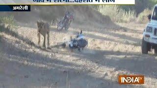 Gujarat: Lioness Enters in Amreli and Attack Motorbike Man