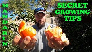 Mandarin Growing Tips | Daisy and Murcott Taste Review