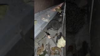 ёжик Васька пришёл в гости #ёжик #ежики #shorts #дача #осень #hedgehog