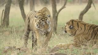 Female Bengal tiger (Panthera tigris tigris) stalking and play fighting with a juvenile male, India
