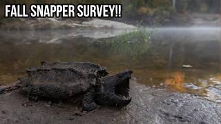 Fall Turtle Survey! Alligator Snappers, Baby Cottonmouth, and More!