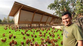 My 1 Hectare Farm of Free-range Chickens!! What is A Free-range Chicken Farm & How does it Work?