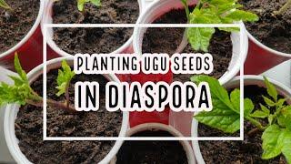 How to grow Ugu (fluted pumpkin) seeds in Diaspora | Ugu planting in the UK