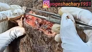 गाय माता के चोट पर अनगिनत कीड़े लग गये  |cow wound maggots |remove maggot