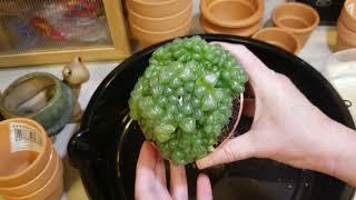 Unpotting massive Haworthia Cooperi - PART ONE