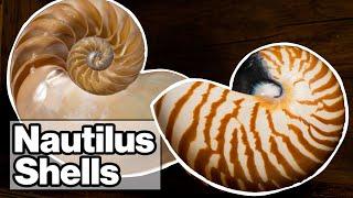 Nautilus Shells: Parts of a Shell