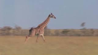 Gerald the Giraffe-  A Spotty Adventure