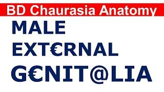 Chp17 BDC Vol2 | MALE Extern@l Genit@lia | Dr Asif Lectures | BD Chaurasia