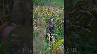 Picking corn in the field一起去掰玉米，村里的玉米真好吃