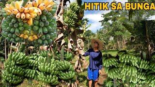 NAGKASABAY SABAY ANG HINOG NG SAGING PAGHAHARVEST