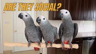 Are African Grey Parrots Social Birds?