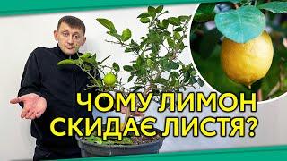 Чому лимон скидає листя?/Помилки вирощування цитрусових #ЛимоннеДеревоЗимою #ЛимонСкидаєЛистя #Сад