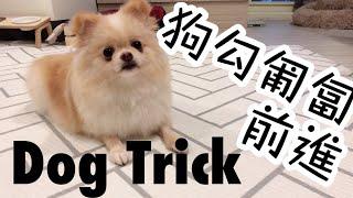 有點難度技能！匍匐前進～當兵嗎 Dog Trick Tutorial: CRAWL