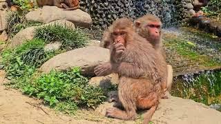 Monkeys by the Waterfall at Swayambhunath | 8K HDR Color-Graded Beauty