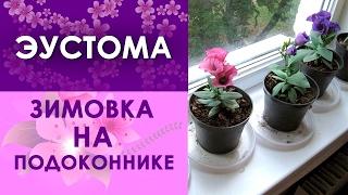 Эустома зимовка на подоконнике!