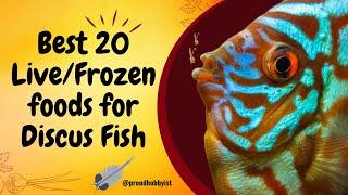 Best 20 Live and Frozen Fish Foods for Discus Fish | Top discus fish foods | Proud Hobbyist