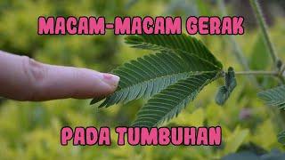 Macam-Macam Gerak Pada Tumbuhan (Terlengkap)