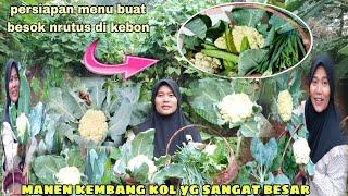 Manen kembang kol terbesar dan sayuran yg lain ⁉️ Persiapan menu buat besok